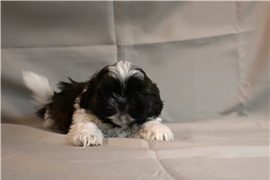 Cosmo - puppy for sale