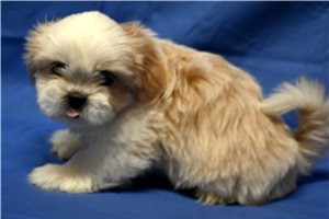 Hans - Shih Tzu for sale