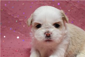 Henna - puppy for sale