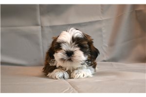 Sugar - puppy for sale