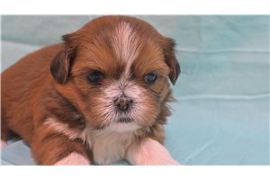 Genevieve - puppy for sale