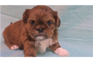 Gemma - puppy for sale