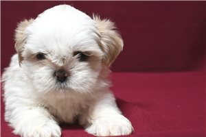 Henna - Shih Tzu for sale