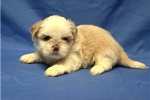 Henna - Shih Tzu for sale
