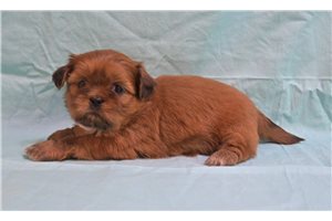Genesis - Shih Tzu for sale