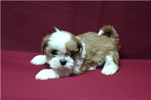 Norris - Shih Tzu for sale