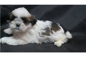 Plato - Shih Tzu for sale