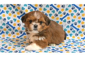 Genevieve - Shih Tzu for sale