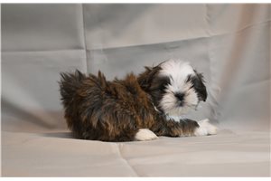 Zorro - puppy for sale