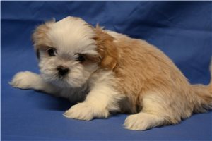 Holland - Shih Tzu for sale