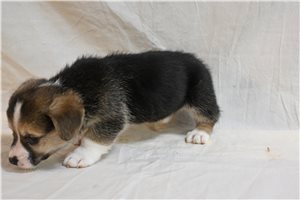 Alfred - Corgi, Pembroke Welsh for sale