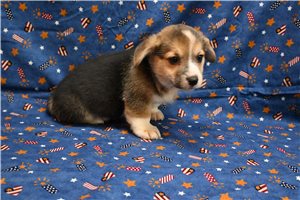 Alfred - Corgi, Pembroke Welsh for sale
