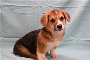 Alfred - Pembroke Welsh Corgi for sale