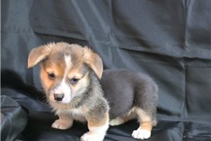 Alfred - Pembroke Welsh Corgi for sale