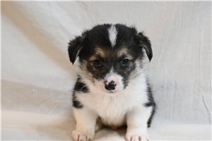 Alexei - puppy for sale