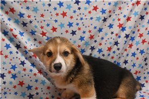 Alfred - Pembroke Welsh Corgi for sale