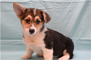 Alexei - puppy for sale