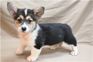 Alexei - Corgi, Pembroke Welsh for sale