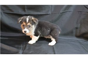 Alexei - Corgi, Pembroke Welsh for sale