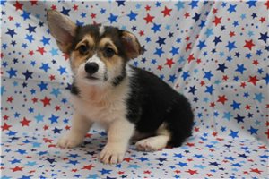Alexei - Pembroke Welsh Corgi for sale