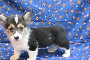 Alexei - Corgi, Pembroke Welsh for sale
