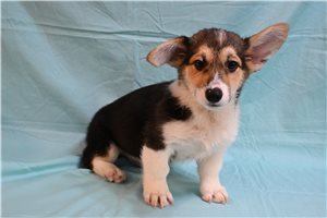 Alexei - Pembroke Welsh Corgi for sale