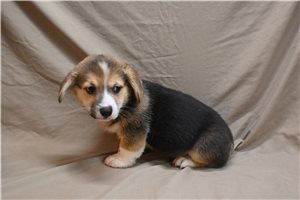 Alfred - Pembroke Welsh Corgi for sale