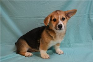 Alfred - Pembroke Welsh Corgi for sale