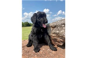 Chuckie - Bernedoodle for sale