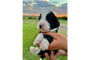 Buck - Bernedoodle for sale