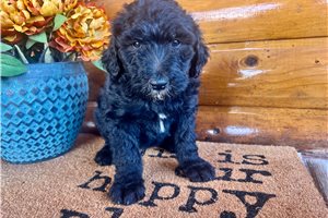 Levi - puppy for sale