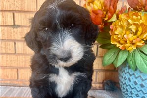 Logan - puppy for sale