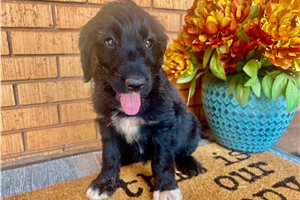Kelly - puppy for sale