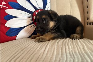 Elvira - German Shepherd for sale