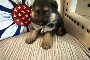 Elsie - German Shepherd for sale