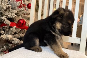 Brynlee - German Shepherd for sale