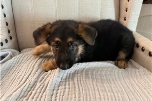Elvira - German Shepherd for sale