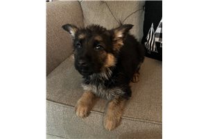 Crayton - German Shepherd for sale