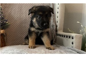 Joey - puppy for sale