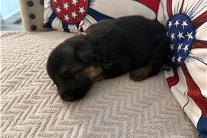 Eloise - German Shepherd for sale