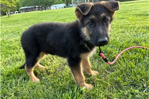 Joshua - puppy for sale
