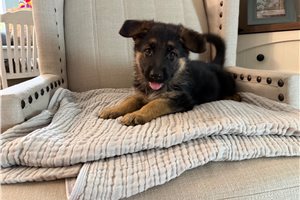 Elsie - German Shepherd for sale