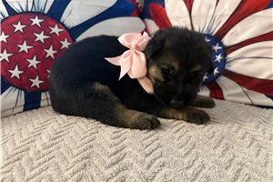 Elsie - German Shepherd for sale