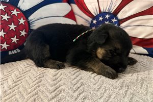 Elvira - German Shepherd for sale