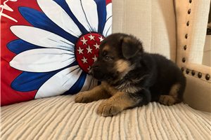 Elsie - German Shepherd for sale