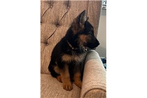 Marisela - German Shepherd for sale