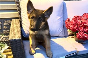 Elsie - German Shepherd for sale