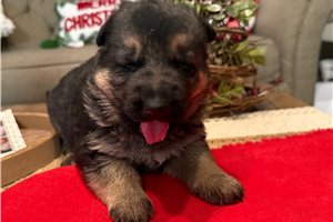Bodhi - German Shepherd for sale