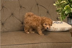 Cade - Goldendoodle, Mini for sale