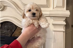 Cajun - Goldendoodle, Mini for sale